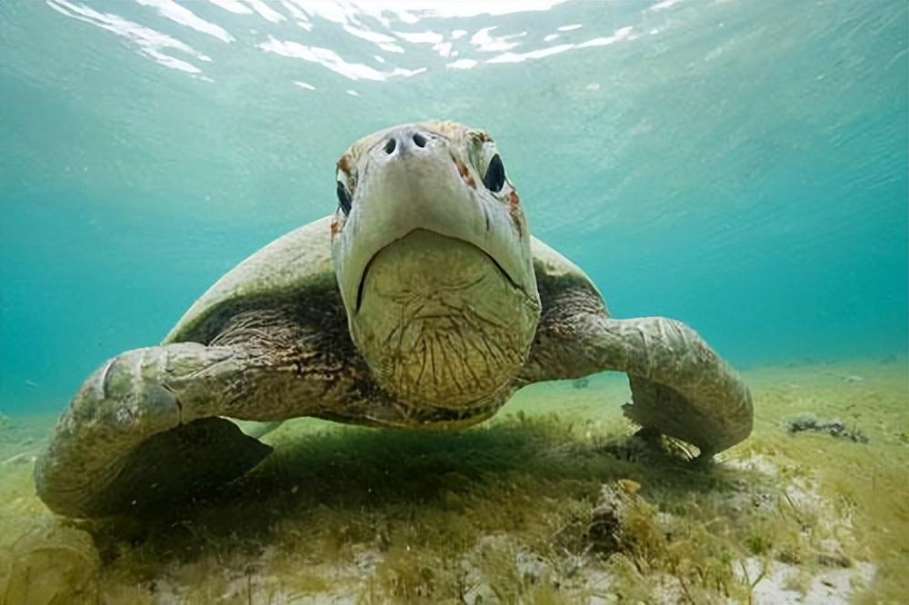 海龟汤题目和答案全套,海龟汤是什么意思? 海龟汤题目和答案全套,海龟汤是什么意思?