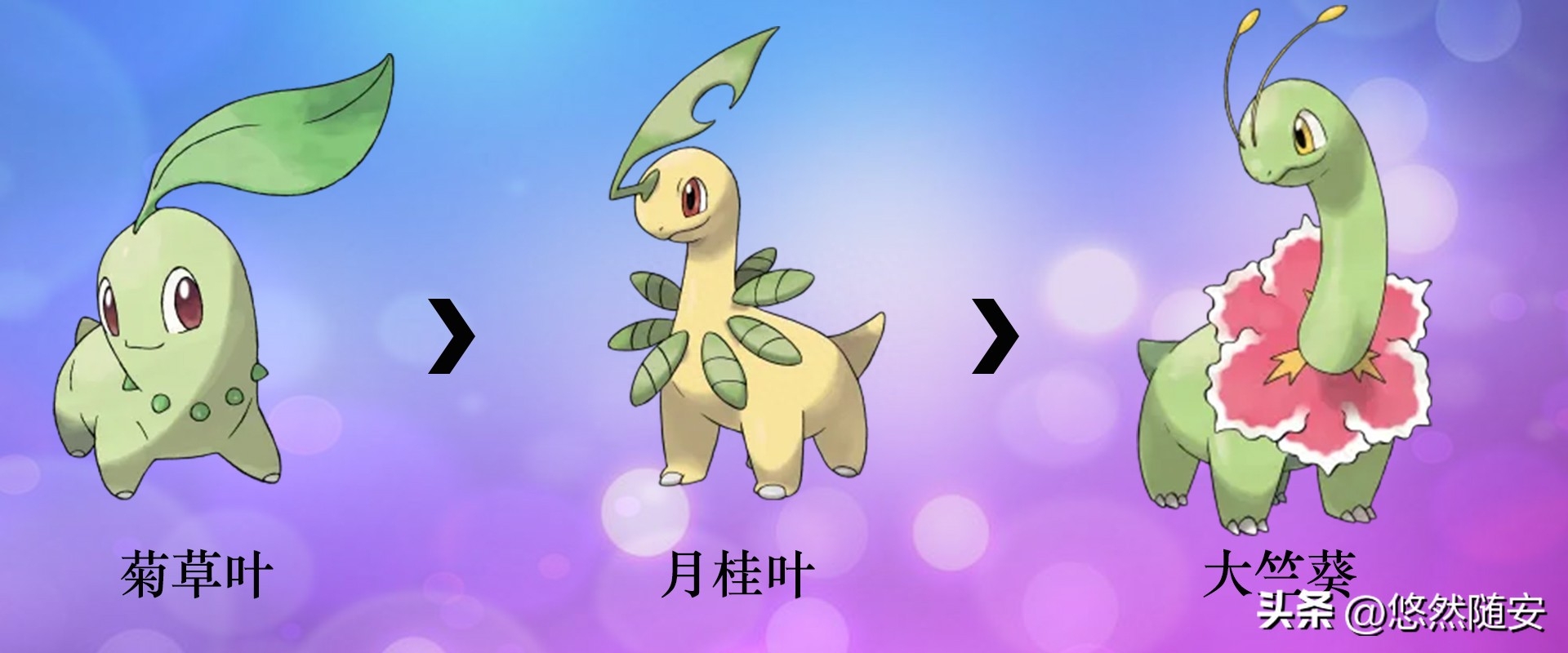 菊草叶进化图，菊草叶性格配招