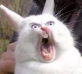 晋江兔区网友交流区入口，晋江兔区是哪个板块？