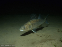 csgo诡异风格皮肤有哪些？